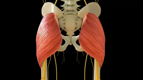 Der musculus gluteus maximus, der größte Gesäßmuskel, ist hier mit Nerven und Beckenknochen dargestellt.