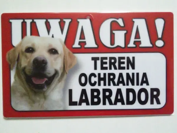 Tabliczka z napisem "UWAGA! TEREN OCHRANIA LABRADOR" i zdjęciem uśmiechniętego labradora.