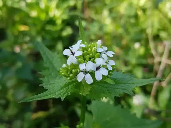 Kleine weiße Blüten der Knoblauchsrauke, bekannt für ihre Heilwirkung, entfalten sich im satten Grün.