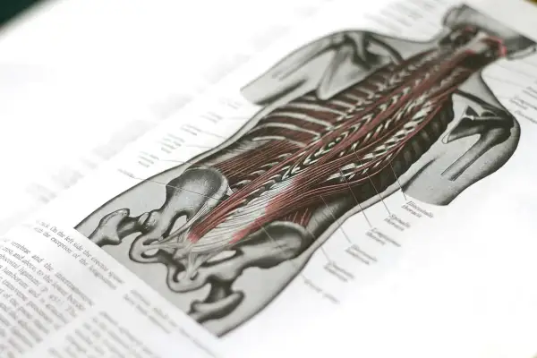 Anatomische Zeichnung des Rückens mit detaillierter Darstellung der Muskulatur, einschließlich des Iliocostalis.