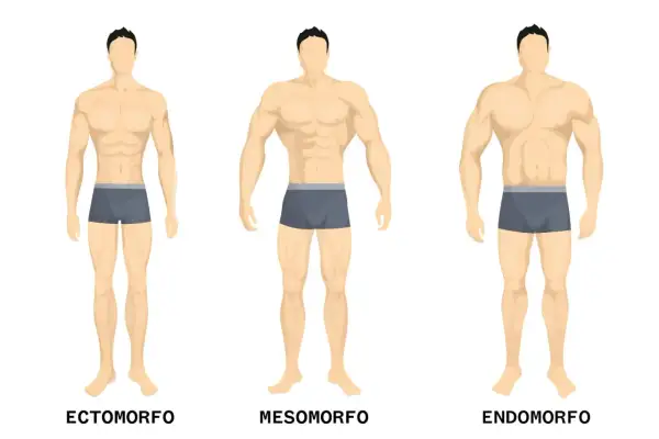 Tre fisici maschili: ectomorfo snello, mesomorfo muscoloso, endomorfo robusto.