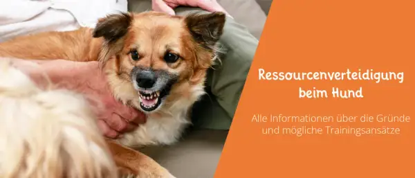 Ein Hund zeigt Zähne, was auf Ressourcenverteidigung hindeutet. Informationen zu Gründen und Trainingsansätzen.
