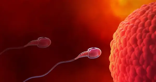 Spermatozoa zbliżają się do komórki jajowej, rozpoczynając proces zapłodnienia i potencjalną implantację.