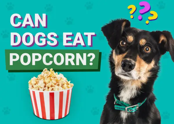 Czy pies może jeść popcorn? Pytanie zadaje ciekawski piesek obok miski popcornu.