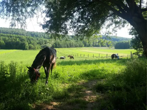 Stadnina na Dębinie - wyjątkowe miejsce dla miłośników koni