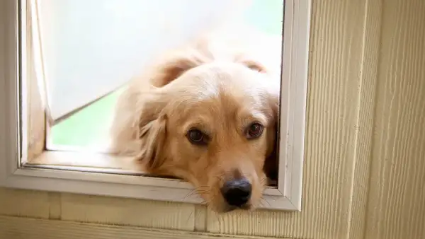 Złoty retriever patrzy przez okno, jakby zastanawiał się, dlaczego pies mnie pilnuje. Jego oczy wyrażają tęsknotę i troskę.