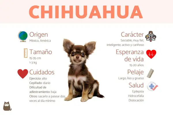 Un adorable chihuahua, con orejas grandes y pelaje marrón, parece un pequeño venado. La imagen detalla su origen, tamaño, cuidados, carácter, esperanza de vida, pelaje y salud.