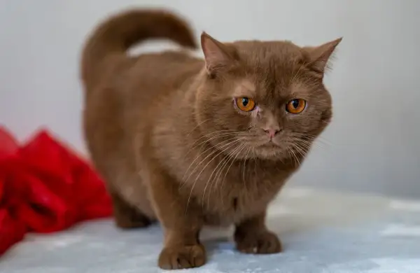 Un adorabile british shorthair marrone con occhi ambrati guarda intensamente, con un fiocco rosso sfocato sullo sfondo.