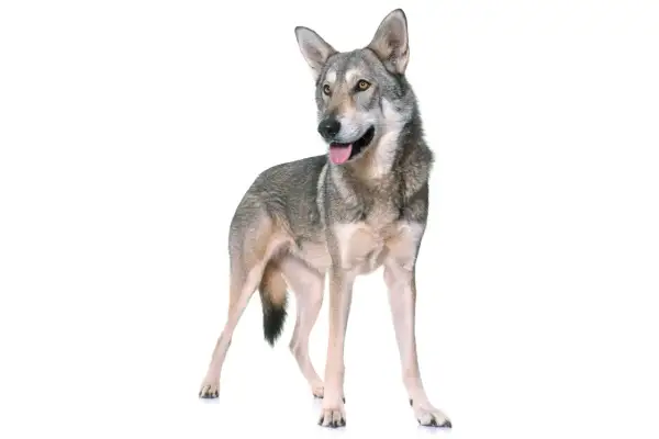 Un perro lobo de Saarloos, con pelaje grisáceo y ojos penetrantes, posa con la lengua fuera, mostrando su linaje salvaje.
