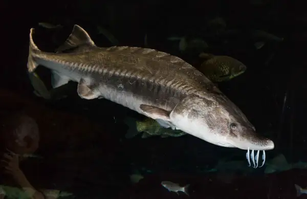 Un esturgeon, le poisson qui donne le précieux caviar, nage dans les profondeurs sombres.