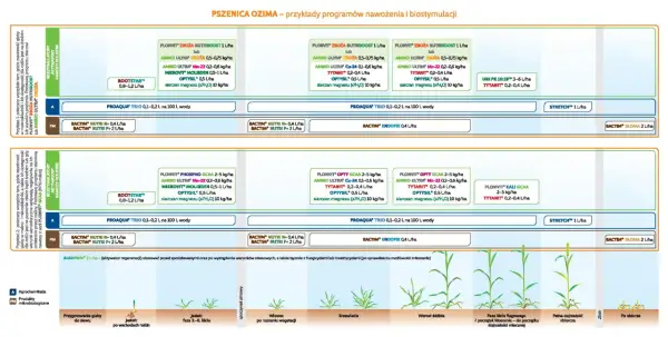 Programy nawożenia i biostymulacji pszenicy ozimej: przykłady, dawki i fazy rozwoju roślin. Kluczowe dla pszenica bilans.