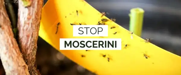 Nastro giallo cattura moscerini fastidiosi. Il bicarbonato può essere un rimedio naturale per le tue piante.