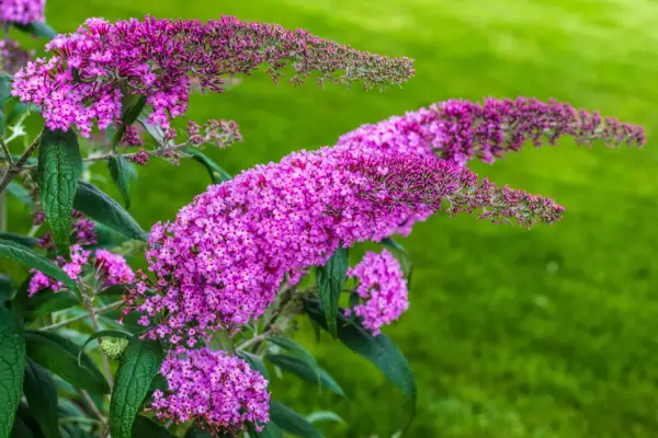Buddleja davidii, auch Schmetterlingsflieder genannt, blüht in leuchtendem Lila vor einem grünen Hintergrund.