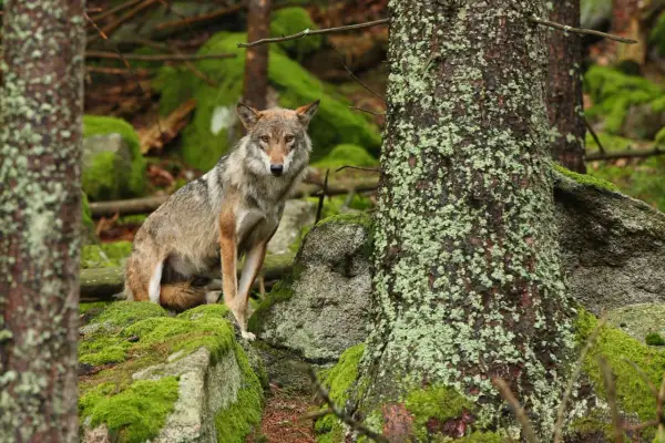 Un lobo gris posa entre rocas cubiertas de musgo en un bosque.