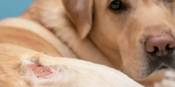 Primer plano de un perro con una zona irritada en la piel, posiblemente por ácaros en perros.