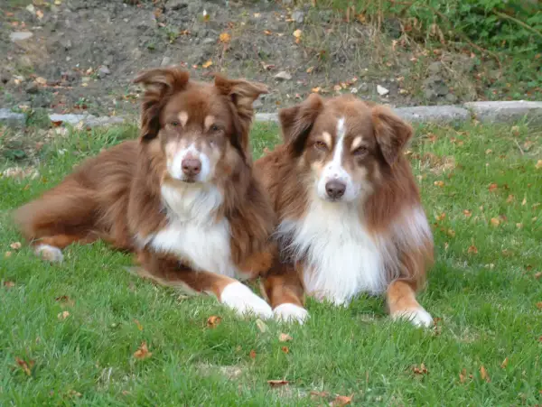 Zwei braune Mini Australian Shepherds liegen entspannt im Gras.