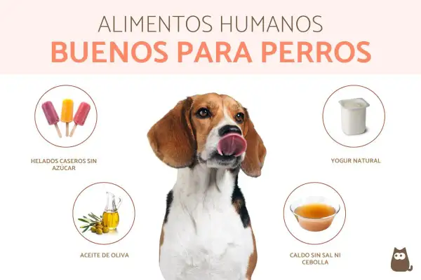 Un beagle saborea la idea de comida saludable para perros: helados sin azúcar, yogur natural, aceite de oliva y caldo sin sal.