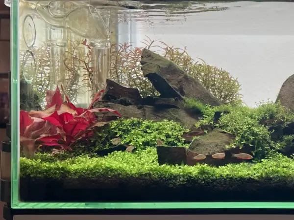 Un aquarium planté avec des poissons rouges nageant parmi la verdure luxuriante. La **Proserpinaca palustris** forme un tapis dense, contrastant avec les feuilles rouges vives et les rochers sombres.