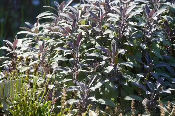 Ein Salbeibusch im Sonnenlicht. Die Blätter sind leicht violett und weich. Salbei wird oft für seine beruhigende Wirkung auf den Schlaf geschätzt.