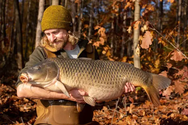 Glücklicher Angler hält stolz einen riesigen Karpfen im Herbstwald. Ein erfolgreicher Tag beim Karpfen angeln im Herbst.