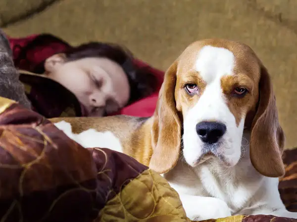 Un beagle duerme pegado a su humano. El perro parece un poco triste, pero está cómodo.