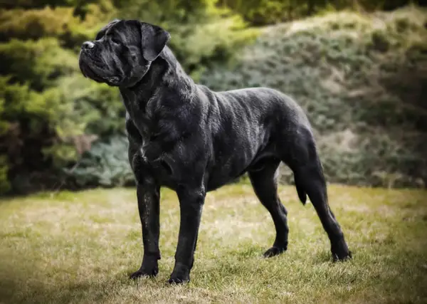 Potężny pies rasy Cane Corso o lśniącym, czarnym umaszczeniu stoi na trawie.