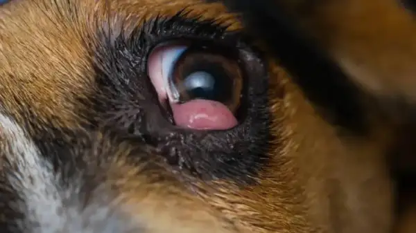 Primer plano del ojo de un perro con conjuntivitis, mostrando los ojos rojos y la membrana nictitante.