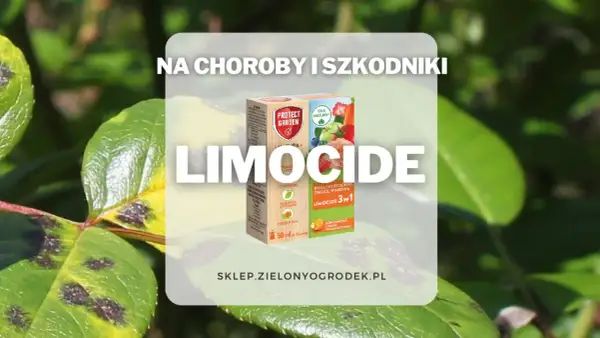 Chore liście z plamami, obok pudełko Limocide 3w1 na choroby i szkodniki roślin ozdobnych, owoców i warzyw.