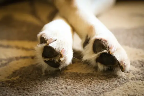 Nahaufnahme von Hundepfoten, die sich auf einem Teppich putzen. Der Hund leckt seine Pfoten, vielleicht aus Langeweile oder psychischer Anspannung.