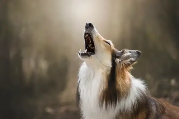 Un perro de pelaje tricolor aúlla con la boca abierta, como si mi perro ladra cuando me voy y me extrañara mucho.