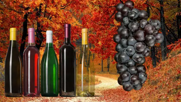 Jesień to idealny czas, kiedy zbierać winogrona na wino. Butelki wina i kiść ciemnych winogron na tle jesiennego lasu.
