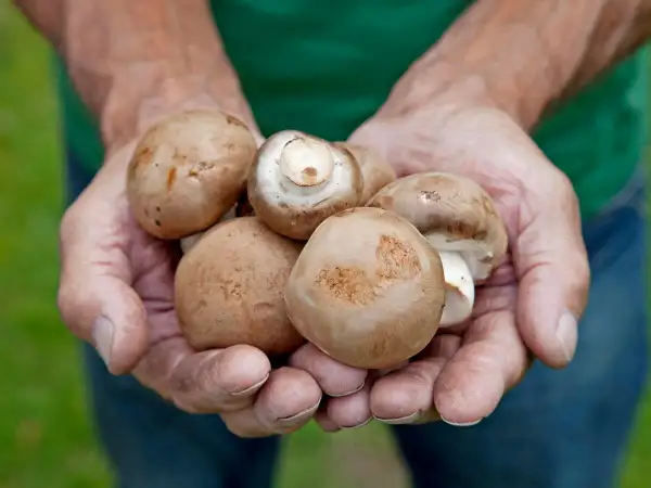 Hände halten frisch geerntete braune Champignons. Ein Beweis dafür, dass Pilze anbauen Freude macht.