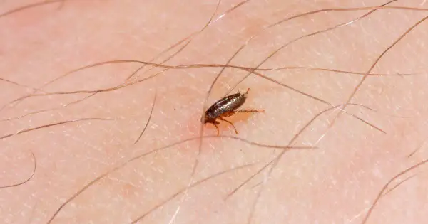 Cómo saber si tengo pulgas en mi cama: señales que no debes ignorar