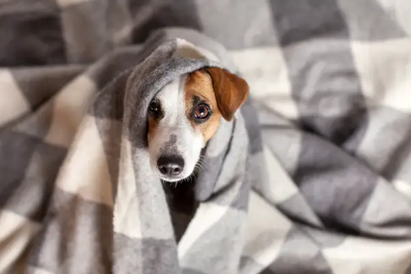 Perro con gripe envuelto en manta a cuadros, con ojos tristes y nariz húmeda.