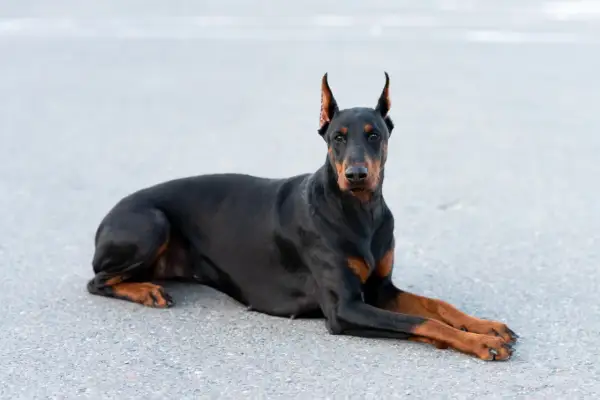 Czarny doberman leży na asfalcie, patrząc prosto w obiektyw. Czy doberman jest agresywny? Ten pies wygląda na spokojnego i czujnego.