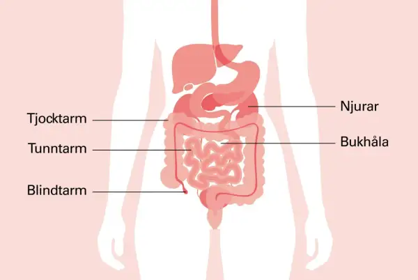 Illustration av mag- och tarmkanalen. Om du har ont i magen vid naveln kan det bero på problem med tunntarmen eller blindtarmen.
