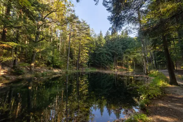 Spokojny wilczy staw otoczony gęstym lasem. Słońce przebija się przez drzewa, tworząc refleksy na ciemnej wodzie.