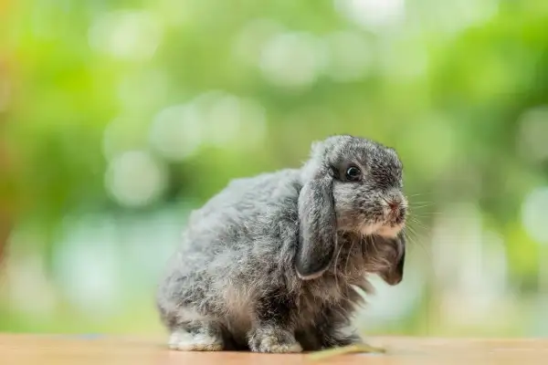 Uroczy mini lop baranek z szarym futerkiem siedzi na drewnianym blacie, otoczony zielonym, rozmytym tłem.