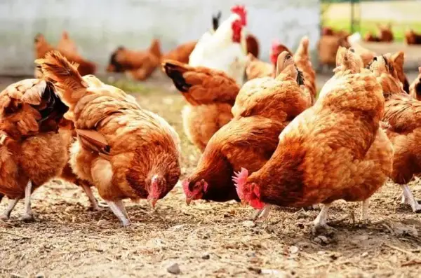 Czym karmić kurczaki 6 tygodniowe, aby uniknąć problemów zdrowotnych?