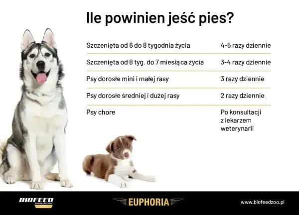 Ile razy dziennie karmić psa? Tabela podpowiada: szczenięta 4-5 razy, dorosłe psy 2-3 razy, chore po konsultacji z weterynarzem.