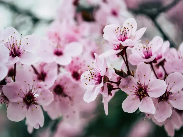 Mjukt rosa blommor av prunus cerasus, med sina fina ståndare, blommar i en drömsk, suddig bakgrund.