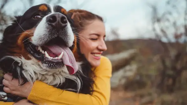 Glad kvinna kramar en stor hundras, en Bernersennen. Hunden flämtar lyckligt med tungan ute.