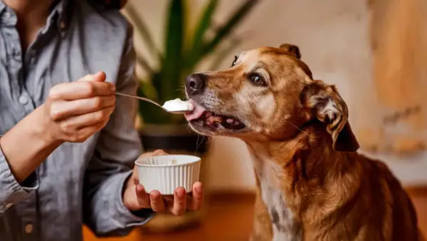 Un perro marrón disfruta de una cucharada de yogur. ¡Qué rico! Los perros pueden comer yogur.