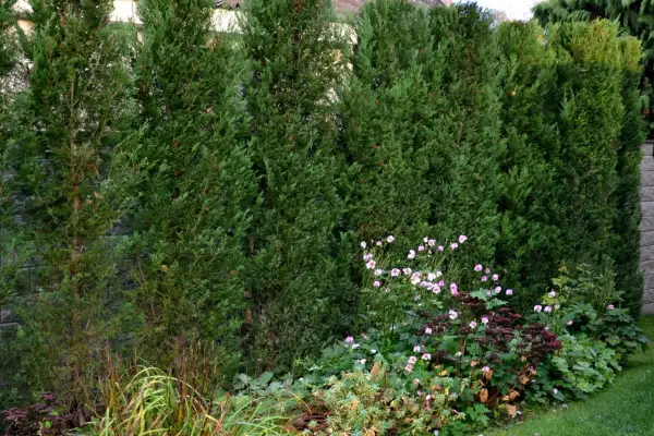 Seto de cipreses frondosos, ideal para delimitar espacios. La primavera es el momento perfecto cuando podar setos de cipreses para mantener su forma.