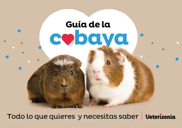 Dos cobayas adorables posan para una guía sobre qué comen las cobayas. Texto: "Guía de la cobaya. Todo lo que quieres y necesitas saber.