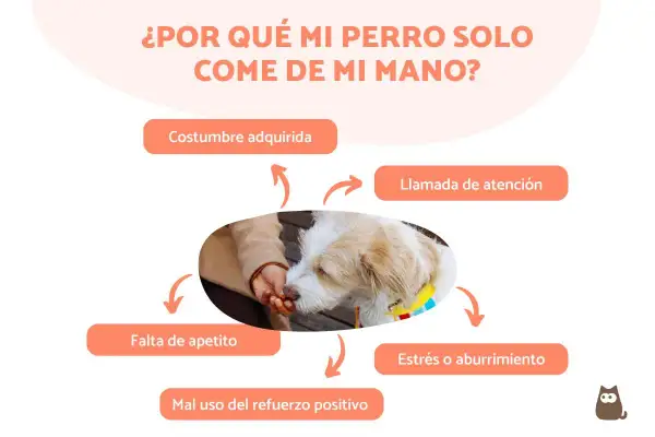 Un perro come de la mano de su dueño. El texto pregunta "¿Por qué mi perro solo come de mi mano?" y enumera posibles razones.