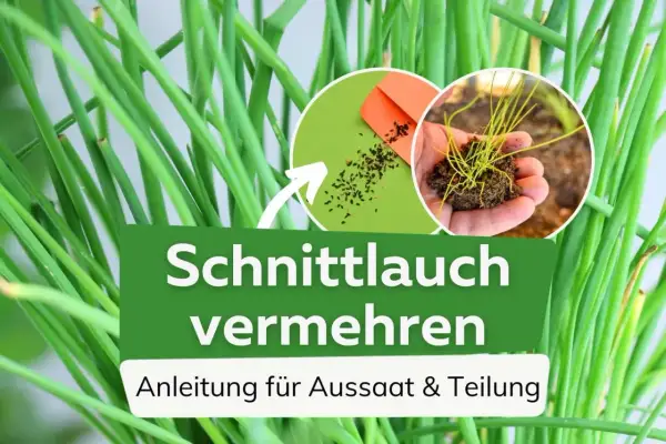 Schnittlauch vermehren: Samen und junge Pflanzen für die Aussaat und Teilung.