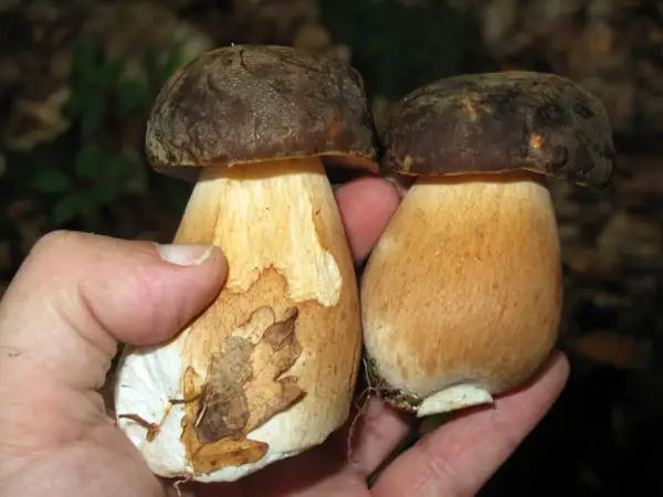 Dos setas esponja comestibles, con sombreros marrones y tallos gruesos, sostenidas en una mano.