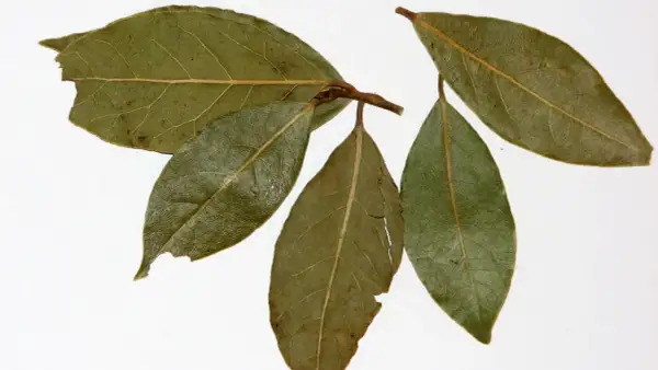 Ramita con hojas de laurel, algunas verdes y otras con tonos marrones y secas, mostrando sus venas marcadas.