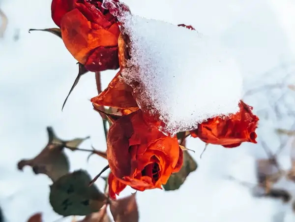 Czerwone róże pokryte śniegiem, symbolizujące campanula zimowanie.